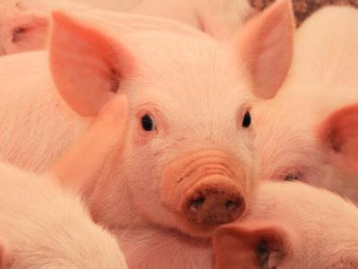 Farm Pigs in Photographs