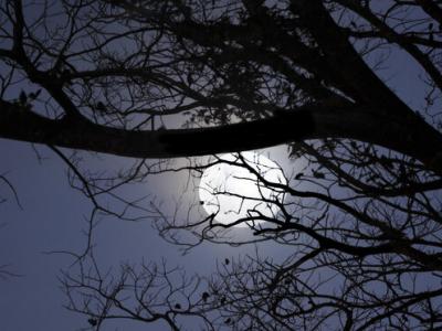 Enchanting Full Moon Silhouette