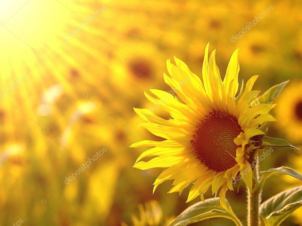 Radiant Sunflower Field