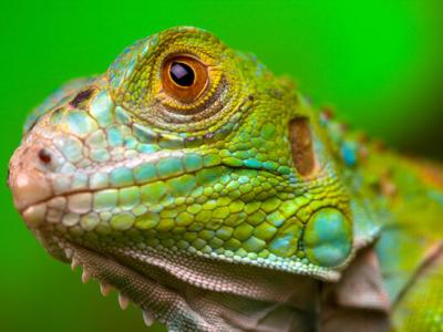 A Captivating Green Iguana